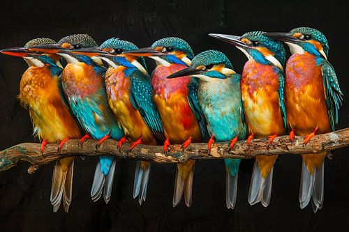 groepsfoto ijsvogels