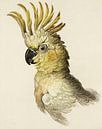 Big Geelkiflakketoe (Kakatua Gelerita), Aert spectan by Teylers Museum thumbnail