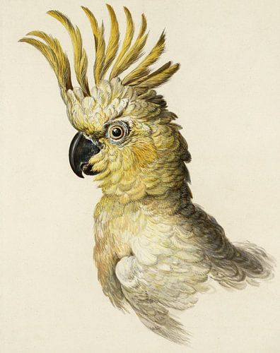 Grote Geelkuifkaketoe (Kakatua Gelerita), Aert Schouwman van Teylers Museum