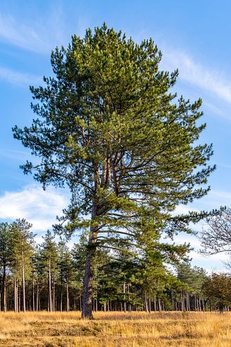 De naaldboom met aan één kant zijtakken.