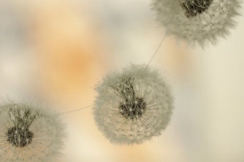 Pluizenbol (3)