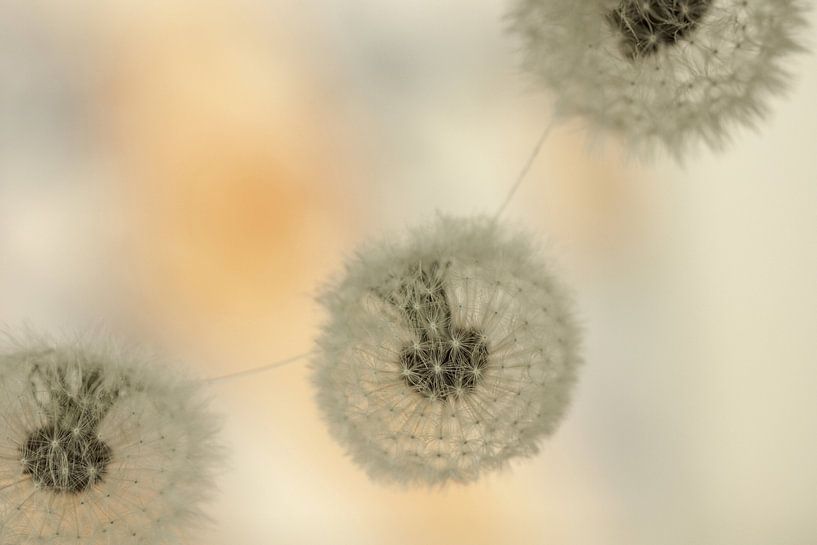 Fluffball (3) von Carla Mesken-Dijkhoff