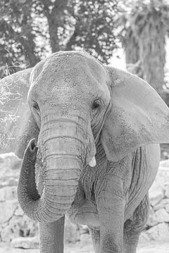 Gros plan sur un éléphant sur DsDuppenPhotography
