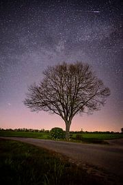 Linde unter dem Sternenhimmel