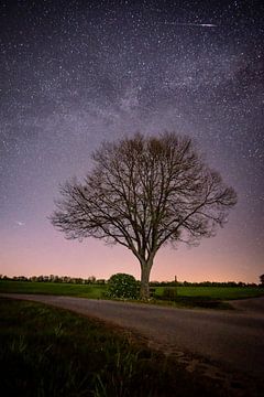 Linde unter dem Sternenhimmel van Andre Michaelis