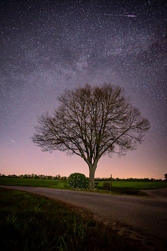 Linde unter dem Sternenhimmel