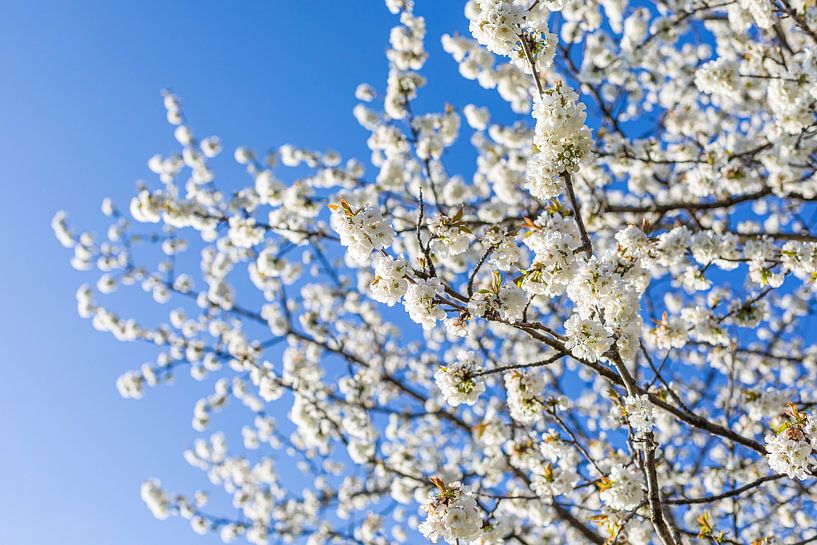 Arbre fruitier en fleurs / Arbre en fleurs au printemps par Werner Dieterich