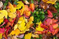 Autumn foliage in the garden by Claude Laprise thumbnail