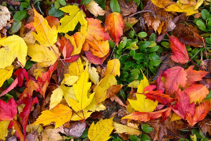 Autumn foliage in the garden by Claude Laprise