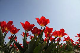 red tulips in a field against a blue sky by Spijks PhotoGraphics