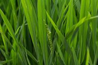 Detail of rice in rice field, Vietnam by Simone Diederich thumbnail