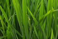 Detail of rice in rice field, Vietnam