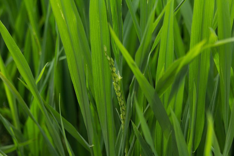 Detail of rice in rice field, Vietnam by Simone Diederich