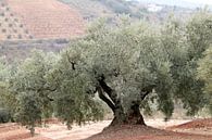Olive landscape in Andalusia. by Jan Katuin thumbnail