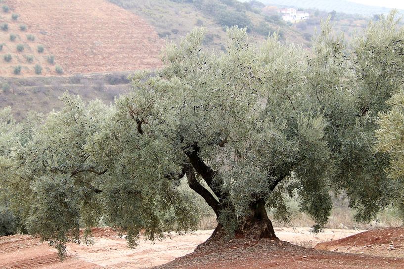 Olive landscape in Andalusia. by Jan Katuin