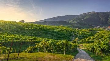 Wijngaarden en weg. Prosecco heuvels, Valdobbiadene van Stefano Orazzini