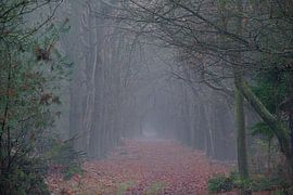 Wald von Drenthe von Marco Bos