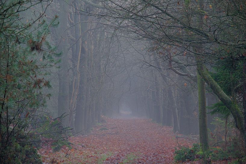 Drenthe forest by Marco Bos
