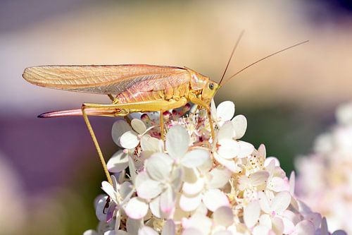 Gouden Naakthond Paard