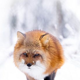 Renard dans la neige sur Larsphotografie