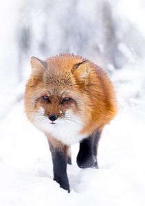 Renard dans la neige sur Larsphotografie