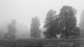 Baumgruppe im Nebel (Schwarzwald) von Flatfield