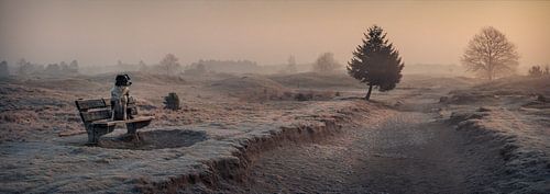 Border-Collie rests on a bench admiring the sunrise at Appelscha