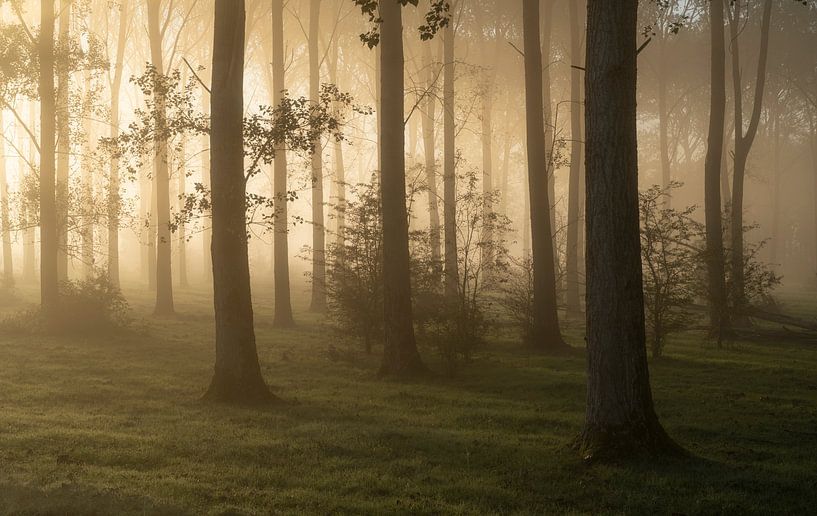 Silhouettes par Raoul Baart