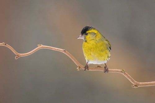 Siskin, Spinus spinus