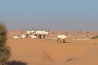 Group of Oryx in the desert