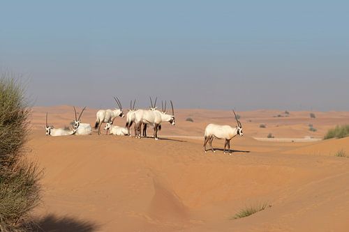 Groupe d'oryx dans le désert