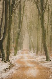 Footpath through a Beech forest during a foggy winter morning by Sjoerd van der Wal Photography