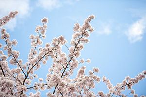 Branches fleuries au printemps