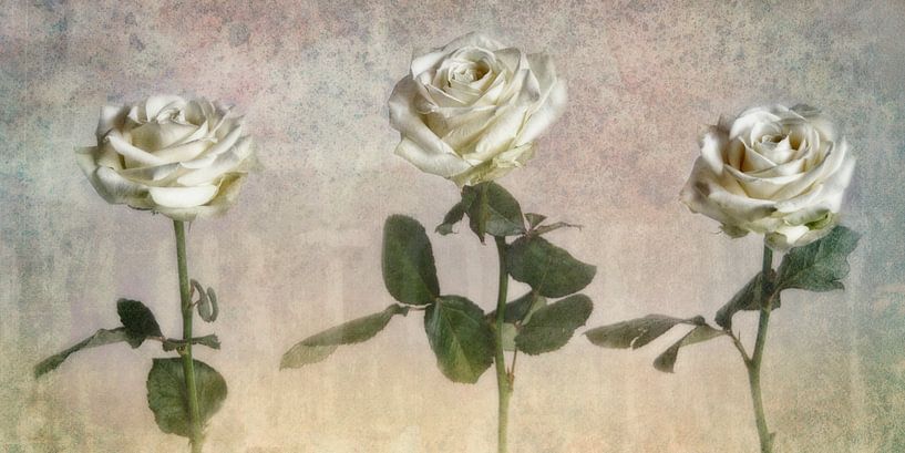 Distance by Claudia Moeckel