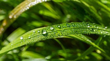 Un brin d'herbe vert vif avec des gouttes de rosée dans la lumière du matin sur WSPictures
