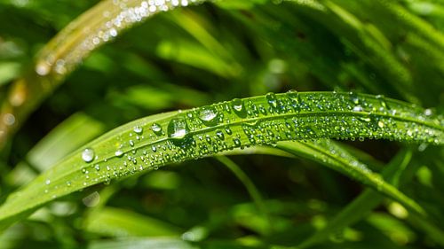 Un brin d'herbe vert vif avec des gouttes de rosée dans la lumière du matin
