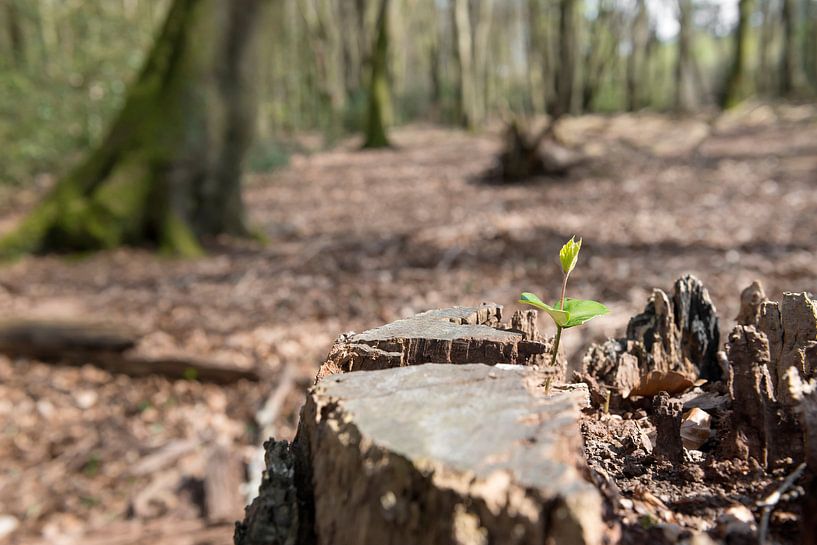 Oud en nieuw leven in het Hallerbos von Tonko Oosterink