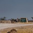 Secretary (bird) in Namibia, Africa by Patrick Groß thumbnail