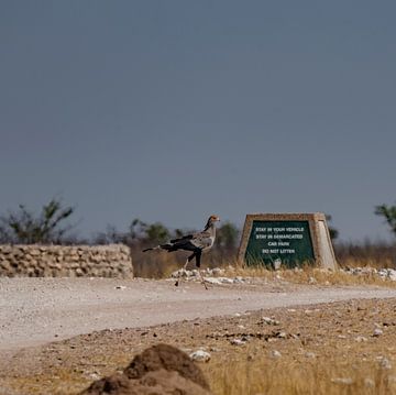 Secretary (bird) in Namibia, Africa by Patrick Groß