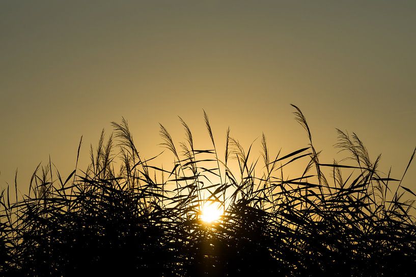 Untergehende Sonne hinter Schilf von Joost Potma