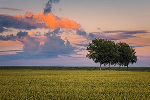 Sommerabend im Polder Johannes Kerkhoven