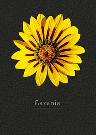 Gazania