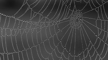spider web with dewdrops