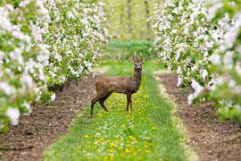 Rehbock von Gert-Jan Nijskens