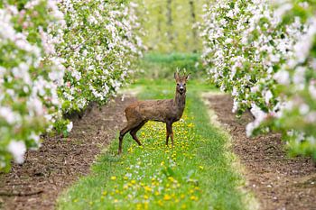 Reebok in de bloesem