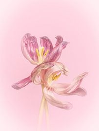auch verblühte Tulpen sind sehr hübsch mit zarten Tönen von Roxyfotografie.nl
