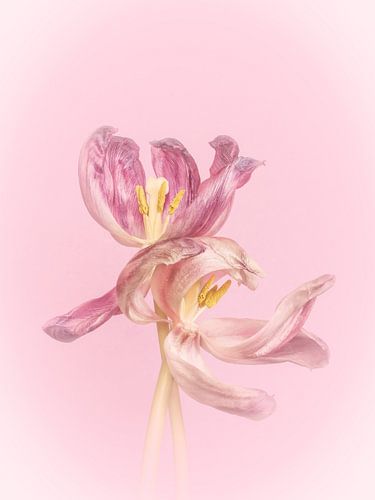 auch verblühte Tulpen sind sehr hübsch mit zarten Tönen