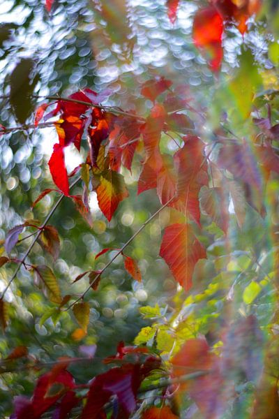 Herbst von Marianna Pobedimova