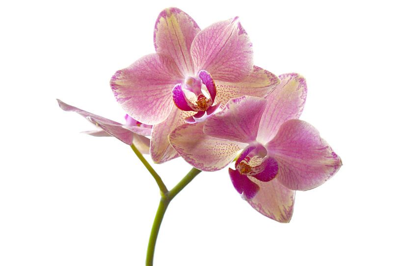 Orchidee  van Gera Wijlens