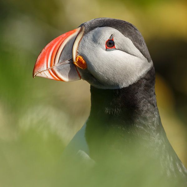 Puffin portrait von Menno Schaefer